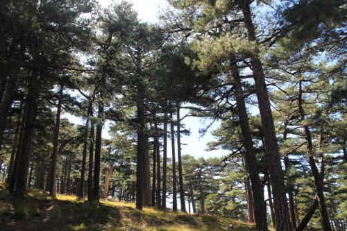 Free A beautiful pine forest with sunlight filtering through the dense coniferous trees. Stock Photo