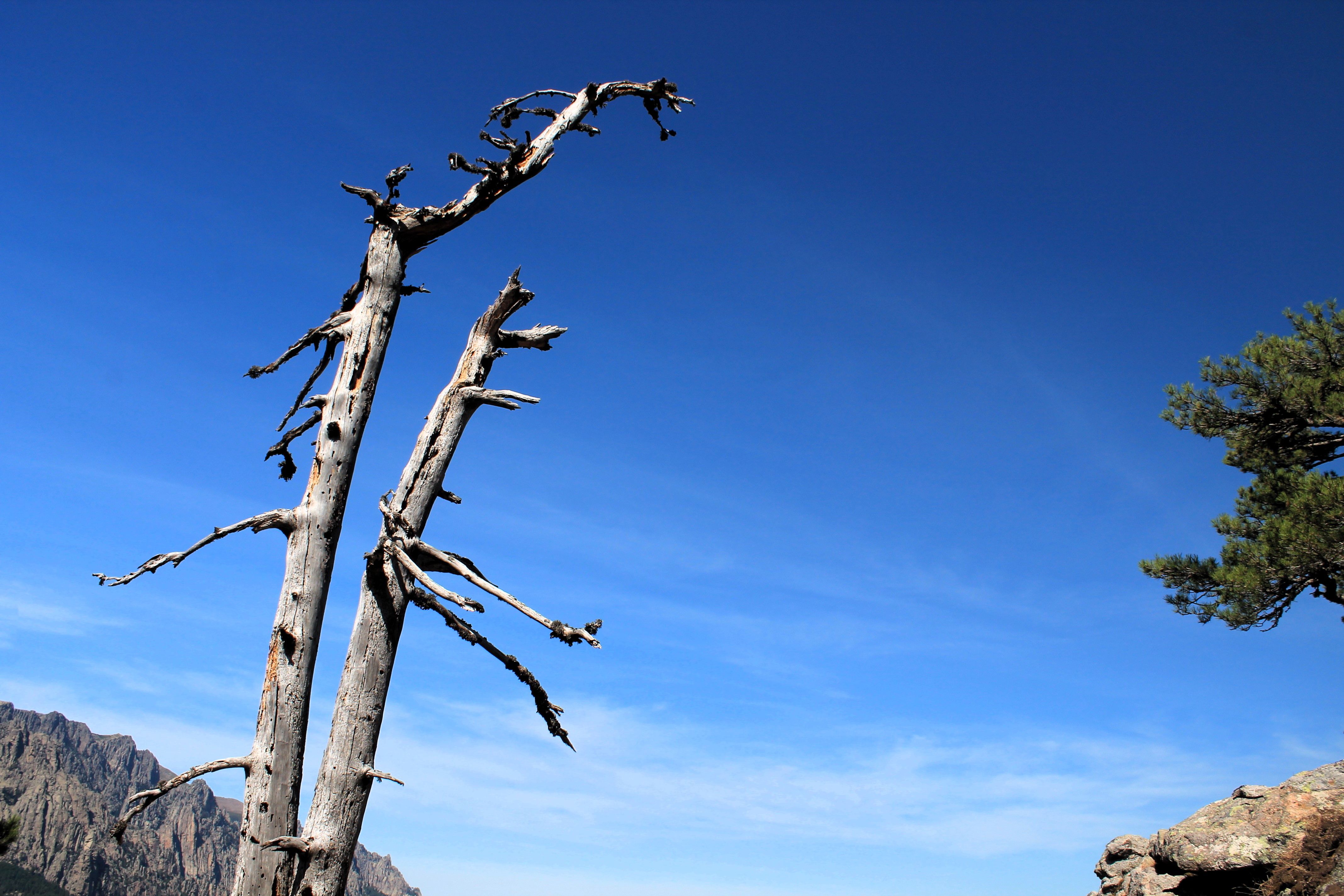 Dry Tree against the Backdrop of Blue Sky · Free Stock Photo