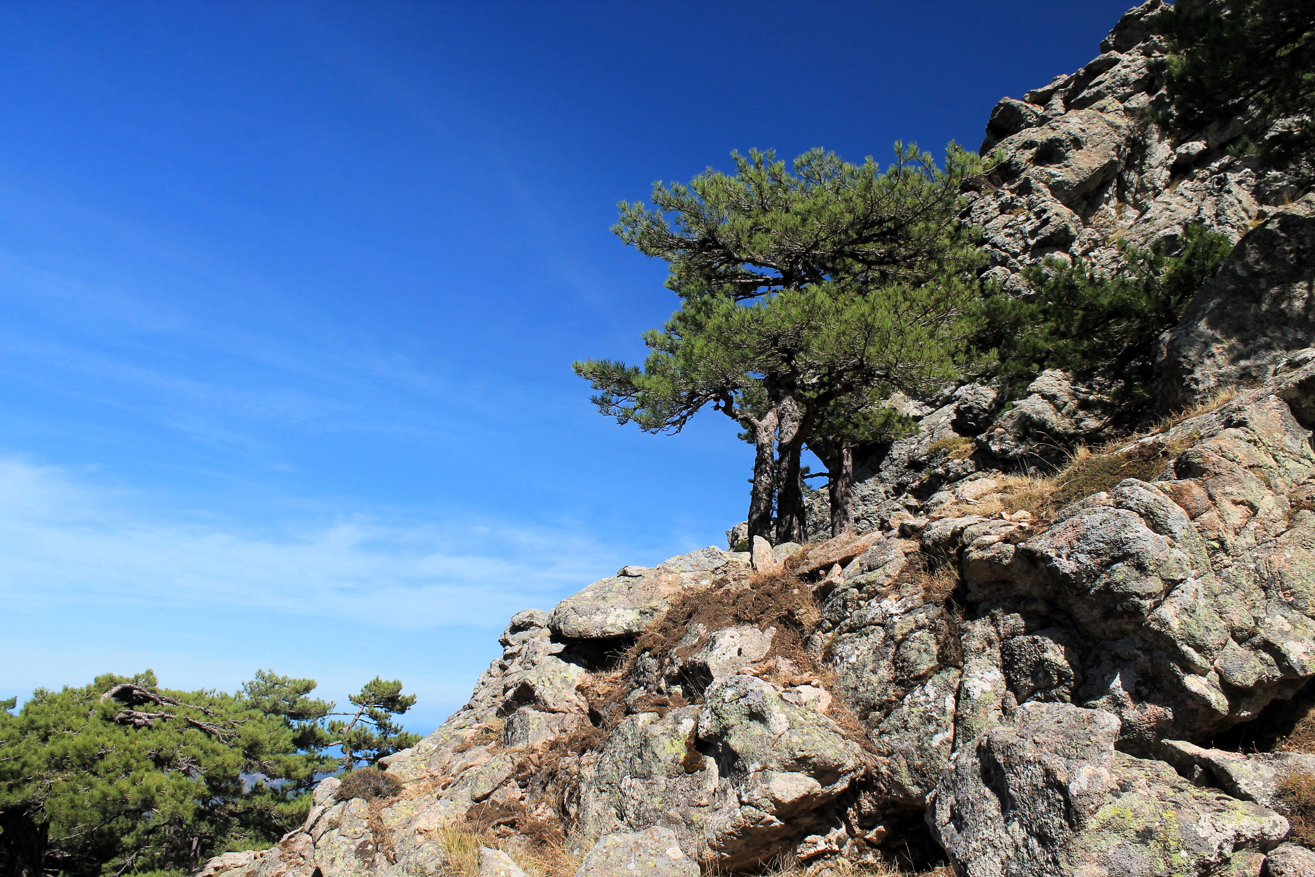 Scenic mountain view of rocks and trees in Corsica under a clear blue sky.