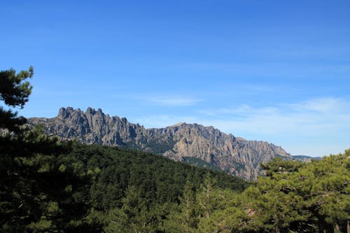 Scenic View of a Forest and Mountains in the Distance 