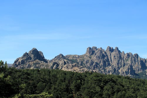 Forest and a Distant Mountain Range 