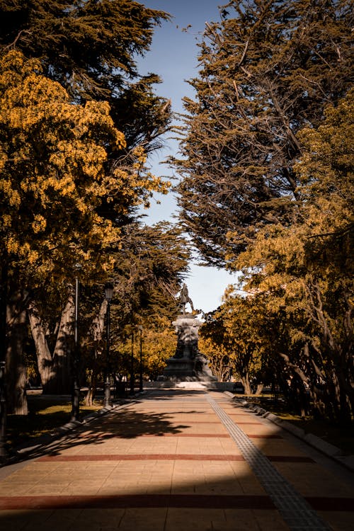 Trees around Sunlit Alley at Park