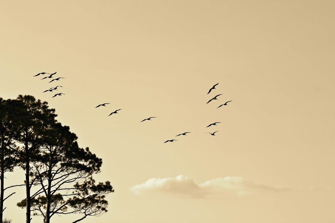Ücretsiz ağaçlar, doğa, gökyüzü içeren Ücretsiz stok fotoğraf Stok Fotoğraflar