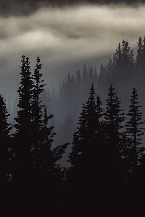 Silhouetted Coniferous Trees in Mountains in Dense Fog and Clouds 