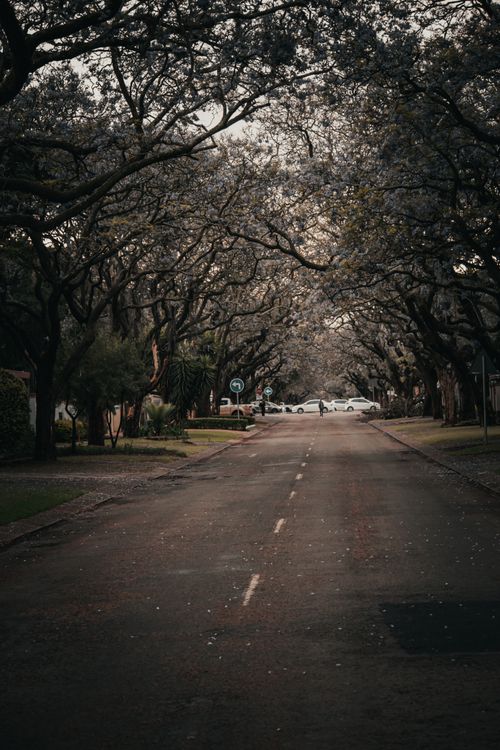 Free A tranquil street scene with arching tree branches forming a natural canopy over the road. Stock Photo