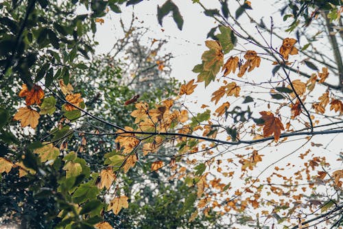 秋の森の無料の写真素材
