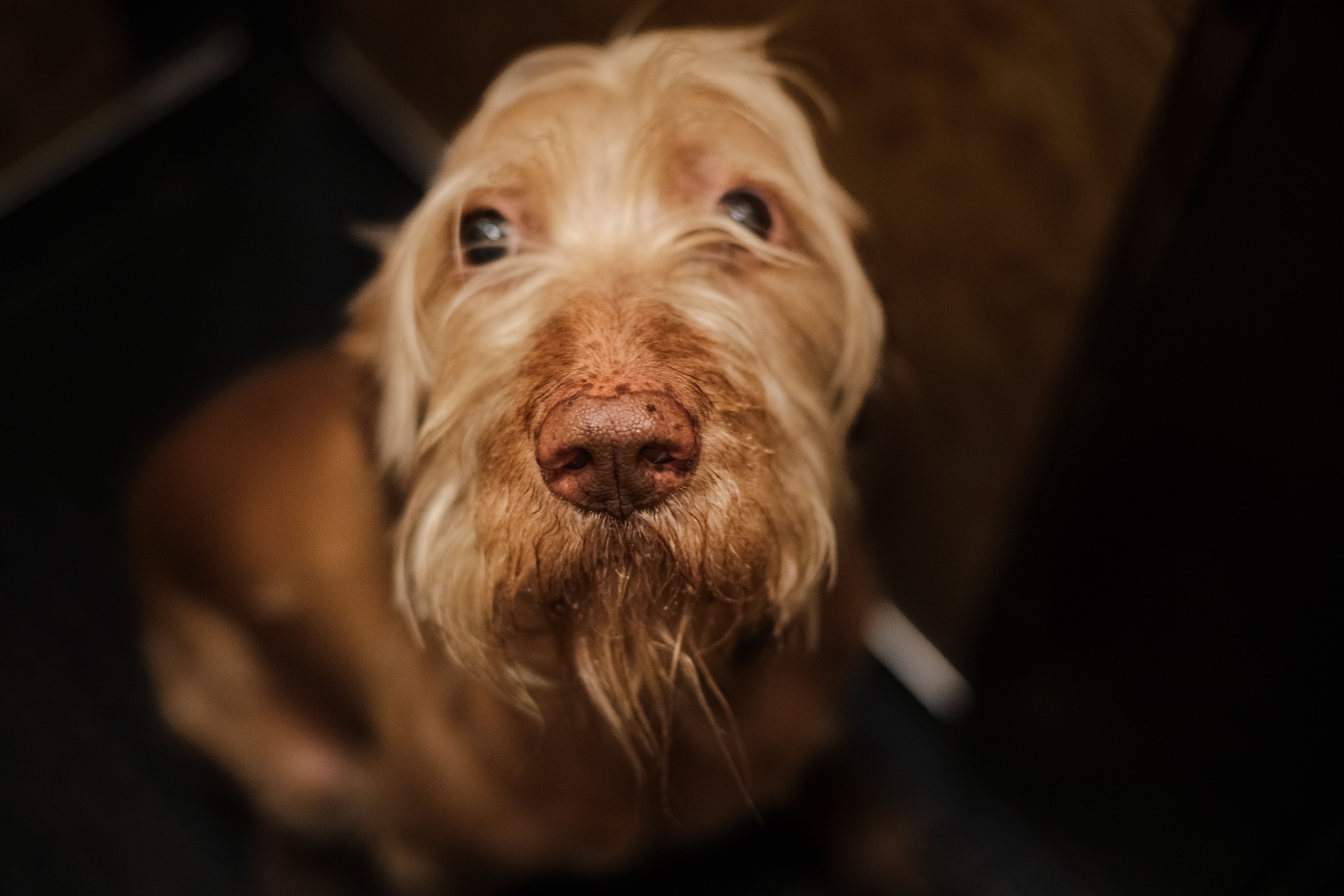 Veterinarian examining a dog during a checkup