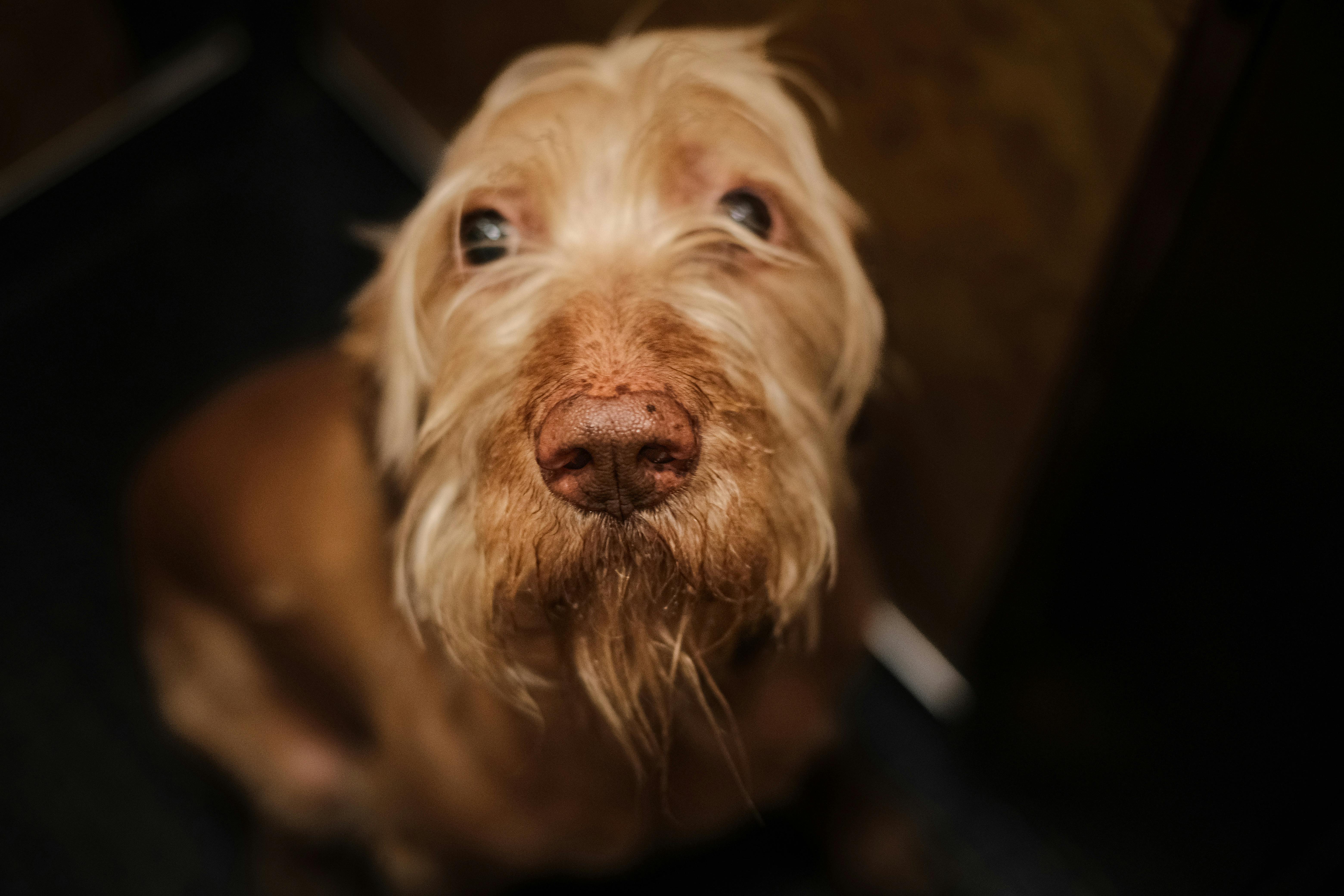 Free A Dog Sitting Down Stock Photo
