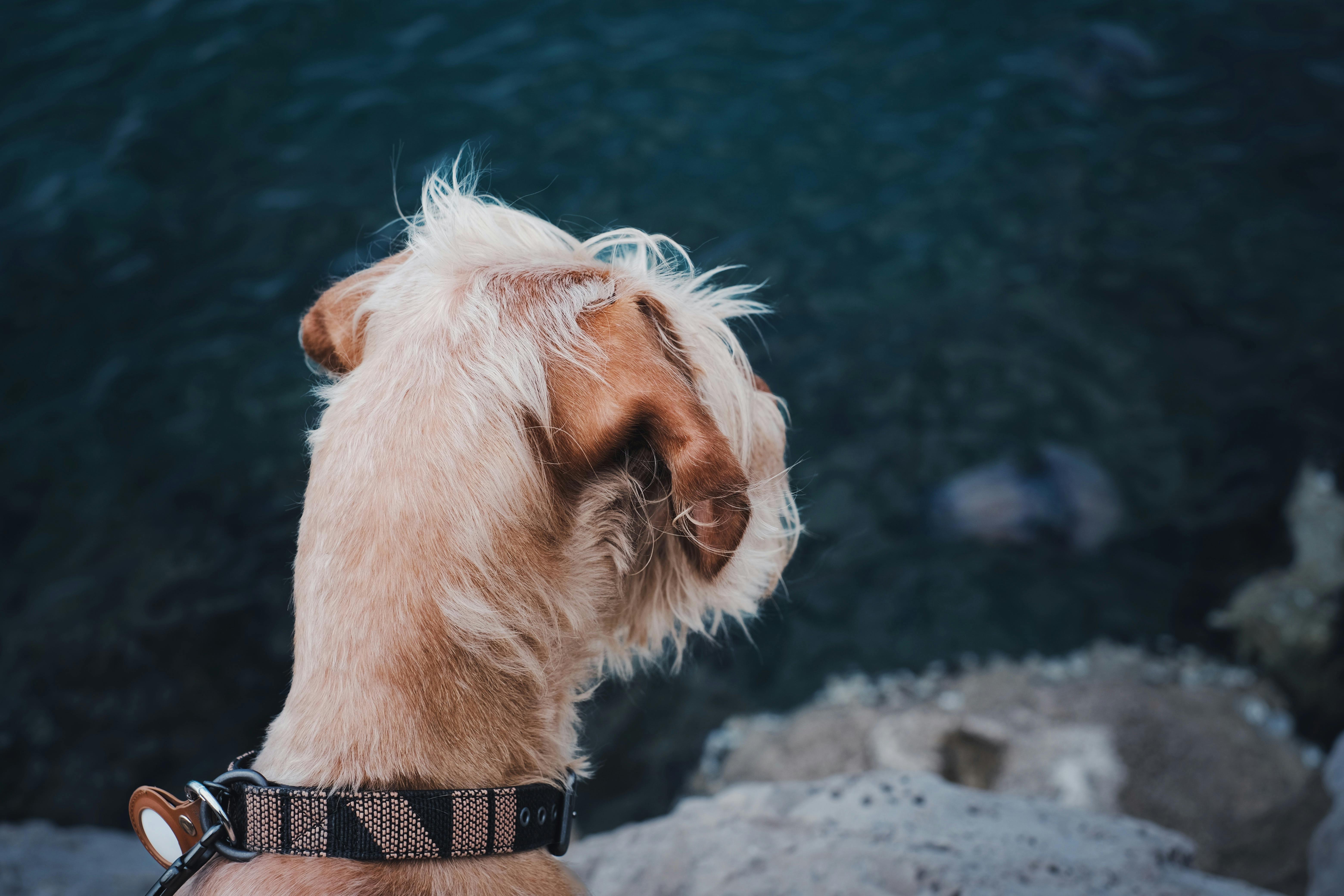 pet technology industry — Photo by Andreas Schnabl on Pexels