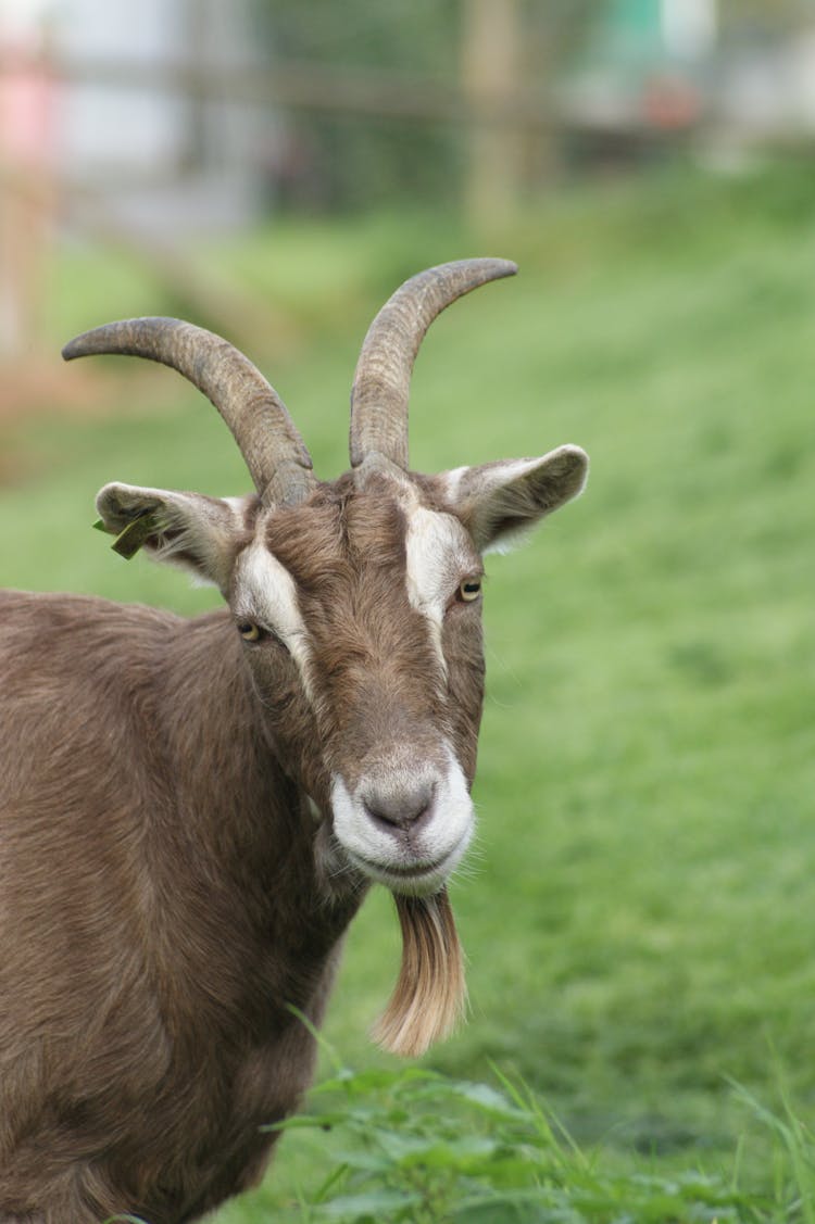 A Goat On A Pasture 