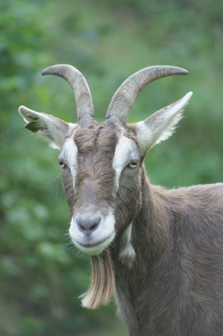 A Goat In A Field 