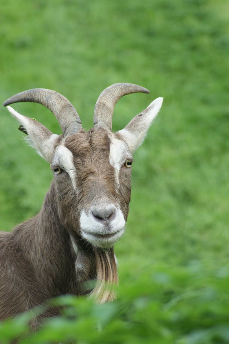 A Goat In A Field