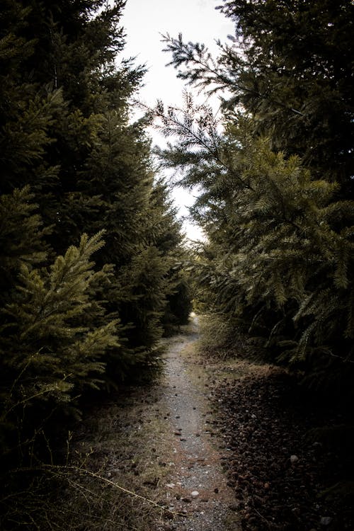 A Path between Coniferous Trees