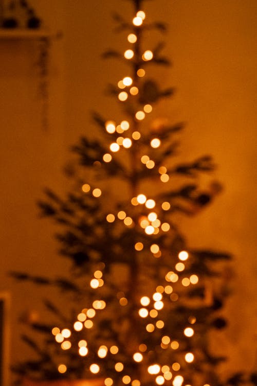 Foto profissional grátis de árvore de Natal, bokeh, borrado