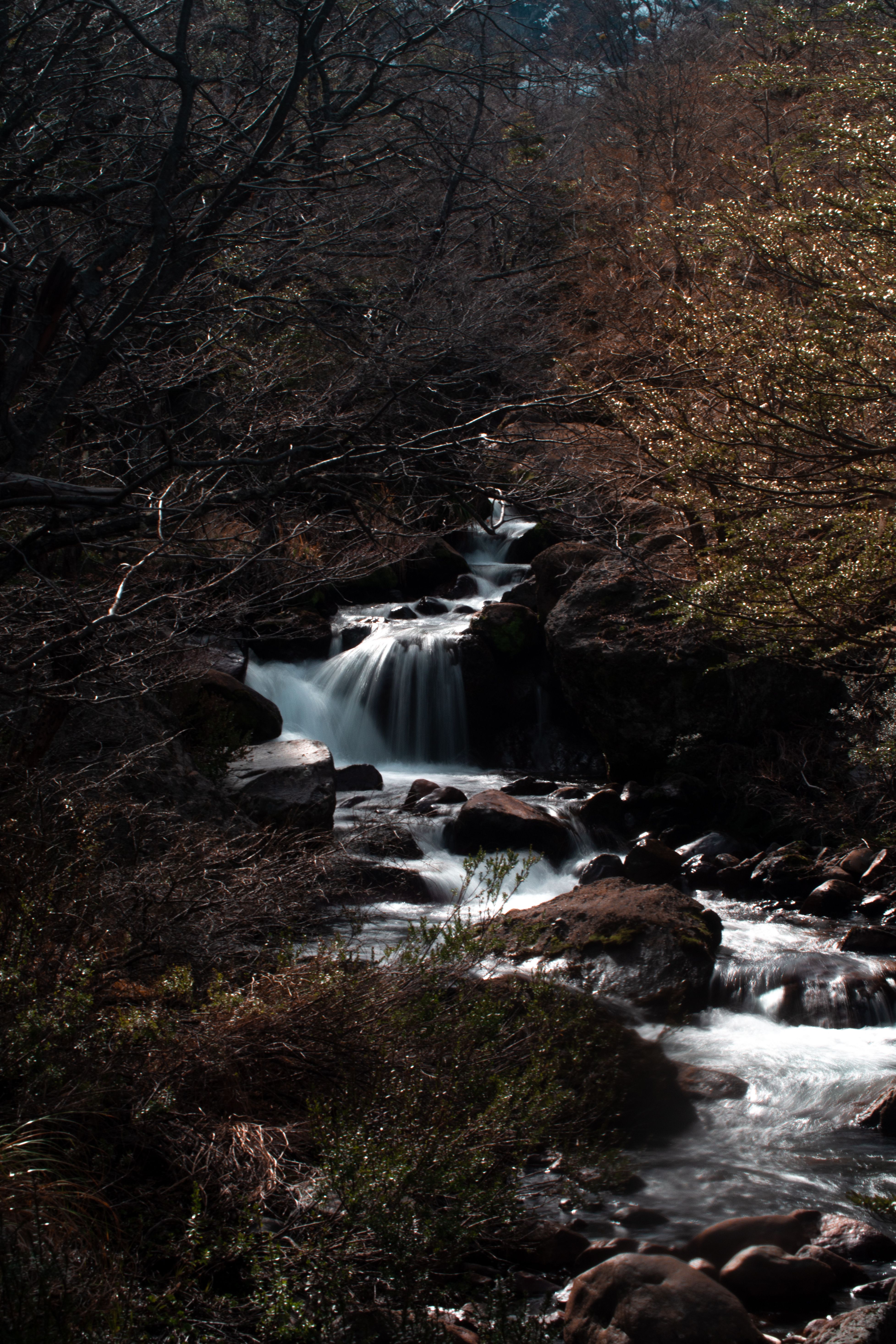 Photo of a Rocky Stream in a Forest · Free Stock Photo