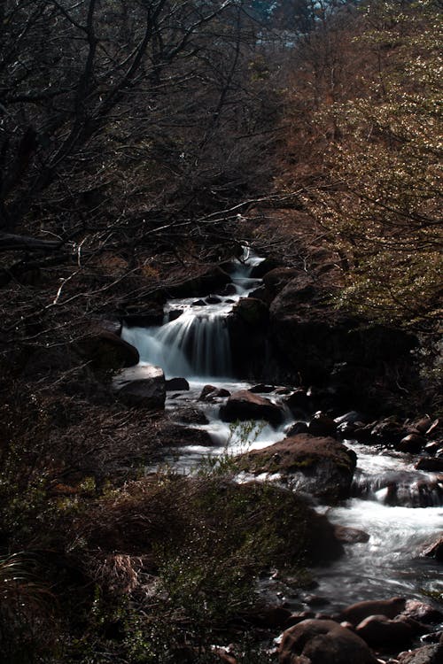 Photo of a Rocky Stream in a Forest