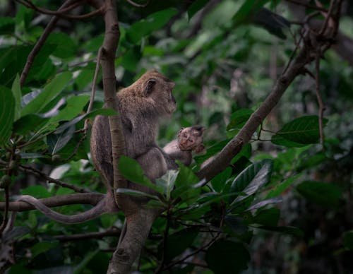 Gratis arkivbilde med apekatt, baby, dyrefotografering