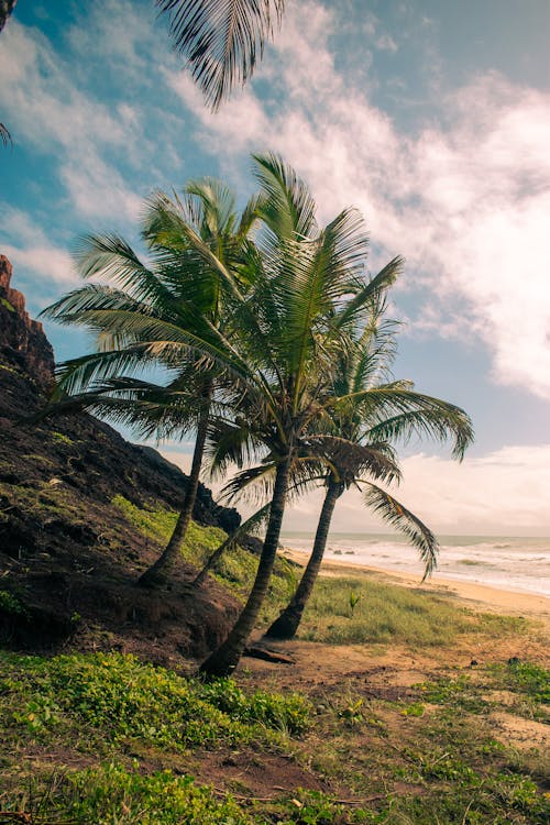 Palm Trees on a Tropical Beach 