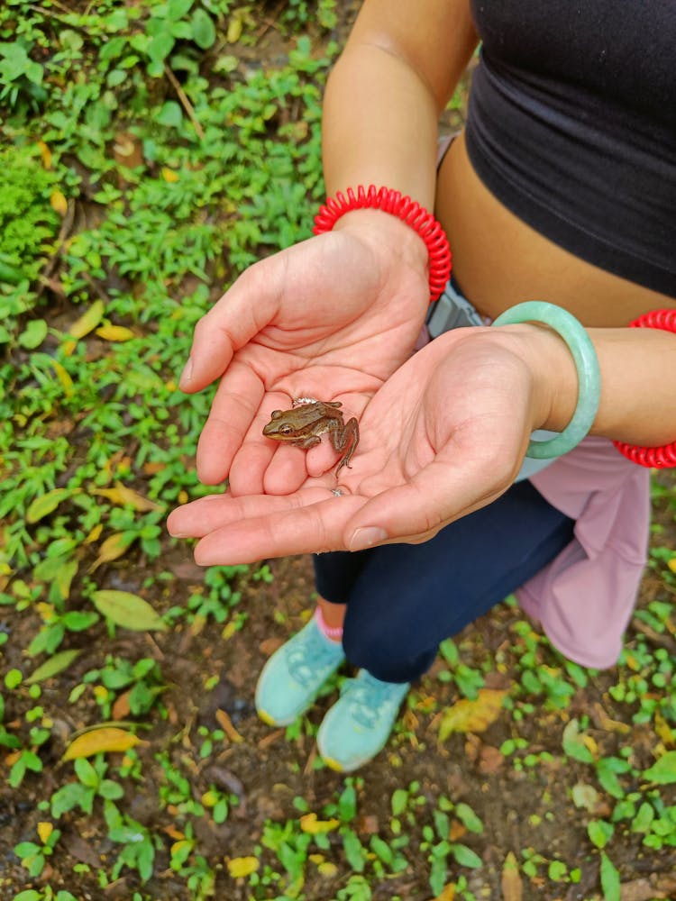 Close-up Of Woman Holding A Tiny Frog On Her Hands 