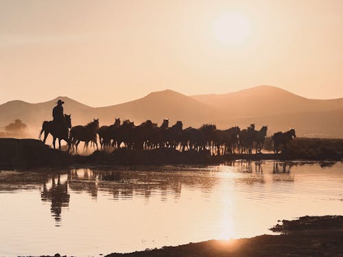 Immagine gratuita di animali, cavalli, colline