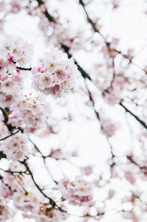 Close-up of Cherry Blossom Branches 