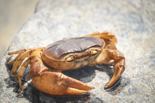 Free stock photo of crab Stock Photo