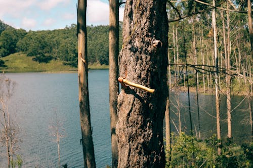 Hatchet Struck in a Tree Trunk