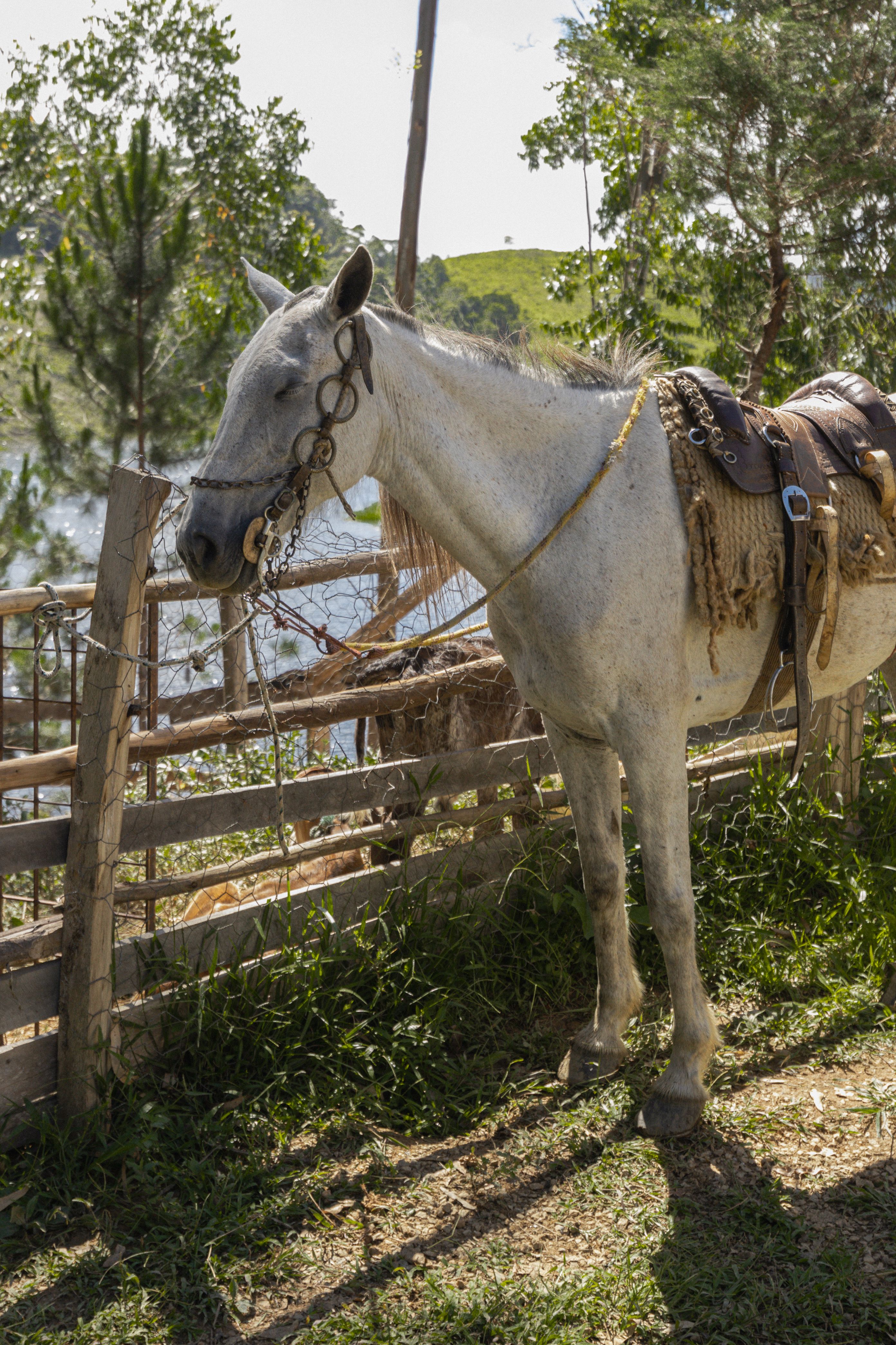 Le Lusitano reçoit le Belenenses ce dimanche au Campo Estrela