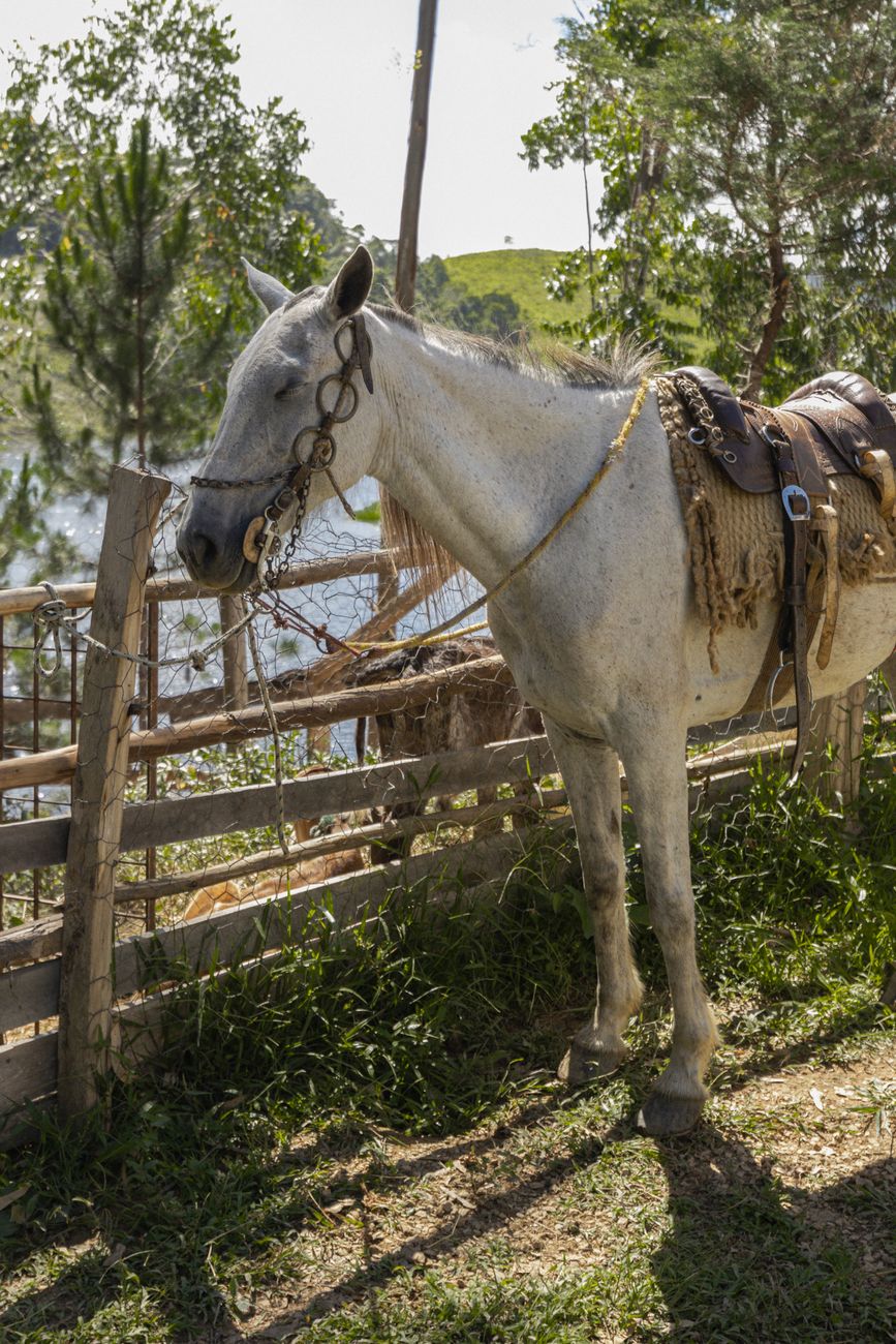 Le Lusitano reçoit le Belenenses ce dimanche au Campo Estrela