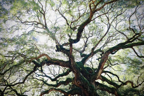 Free stock photo of oak leaves, old tree