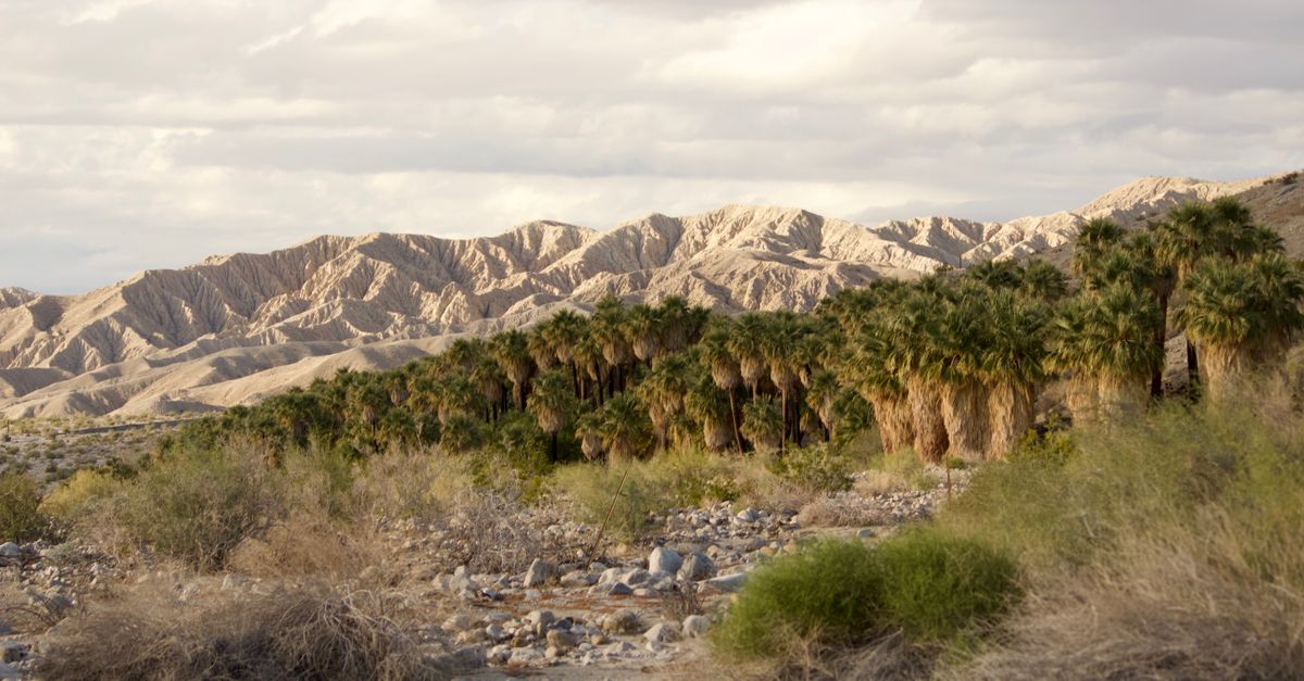 Scenic view of desert landscape with palm trees and mountains in Thousand Palms, California.
