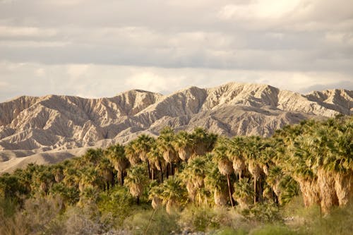 Tropical Trees by Mountain Range in Landscape