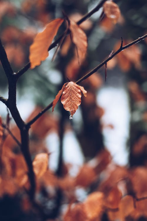 Free stock photo of blur, branches, close-up Stock Photo