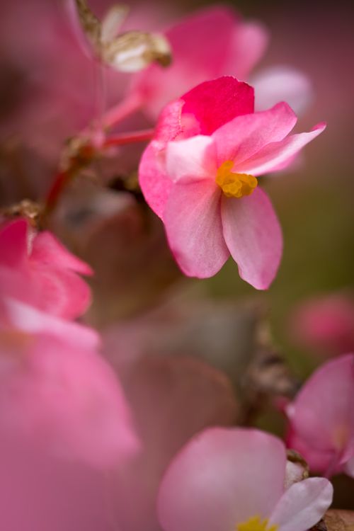 Free The Pink Loop Stock Photo