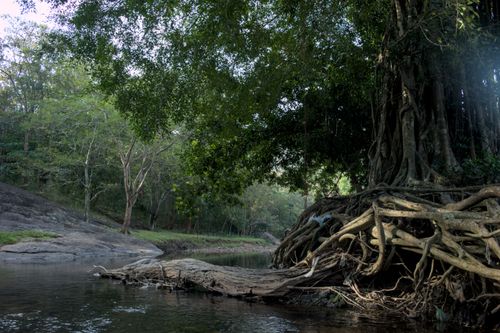 Free Thenmala Stock Photo