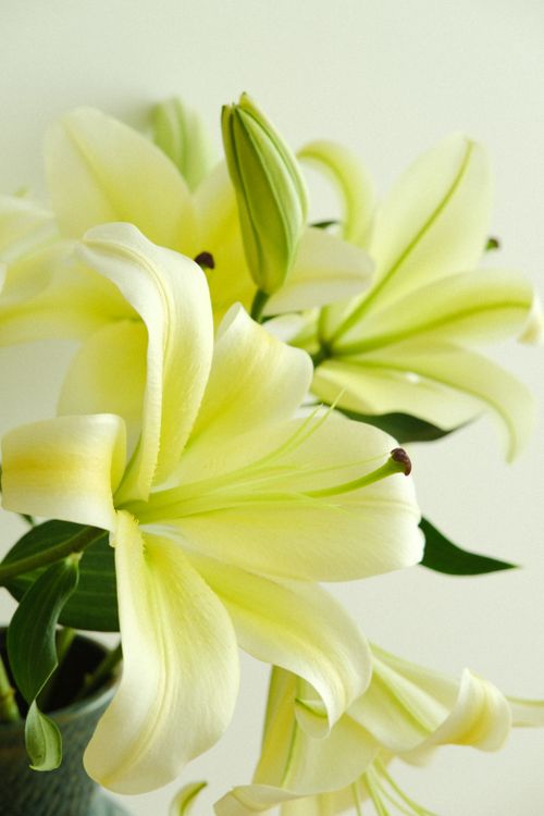 Free Beautiful yellow lilies bloom with delicate petals and vibrant hues in a close-up shot. Stock Photo