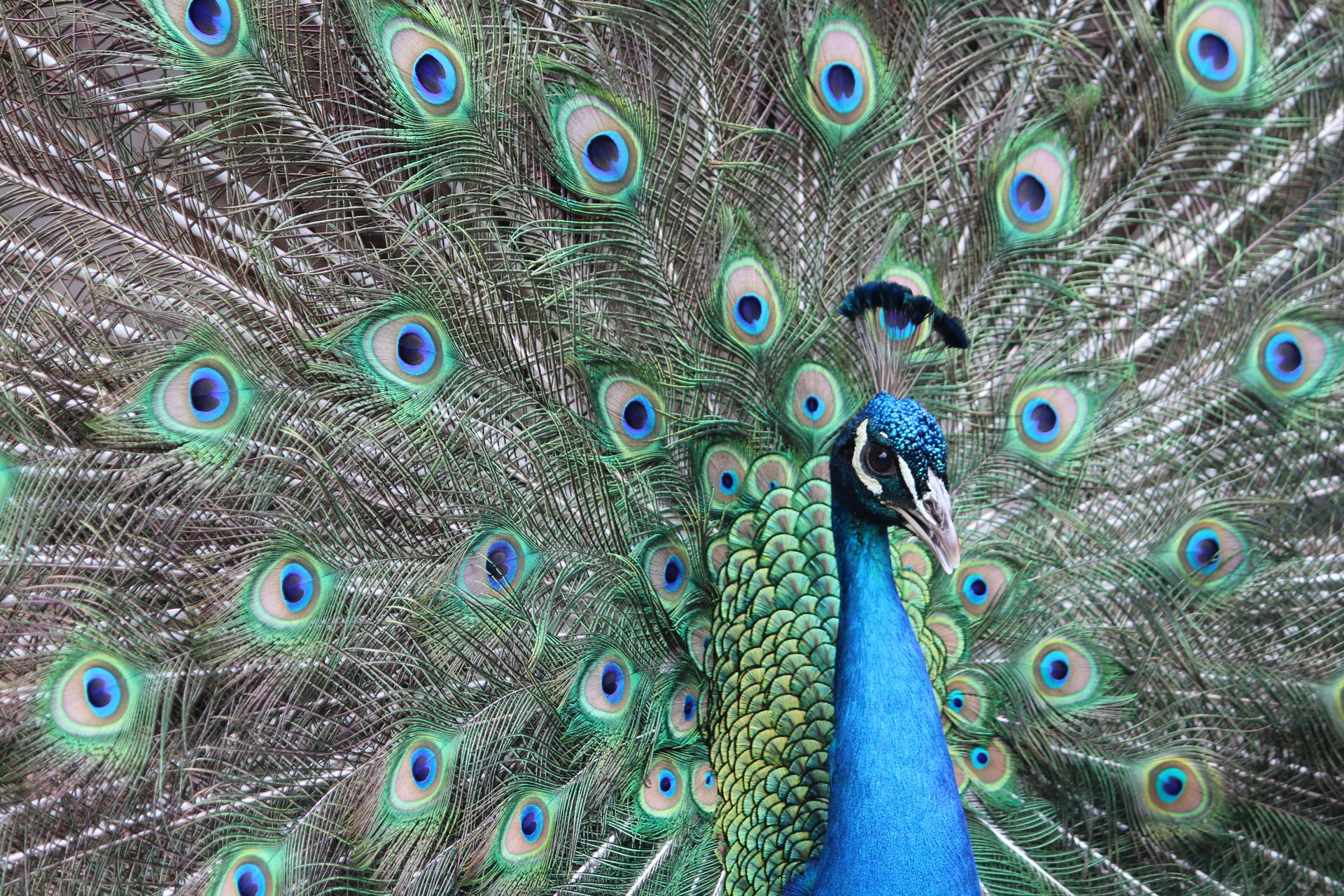 Portrait of a Peacock