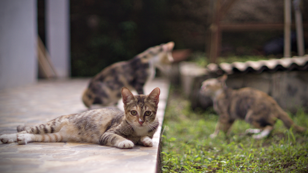Three cats lounging and playing in a sunny yard, enjoying a peaceful day outdoors.