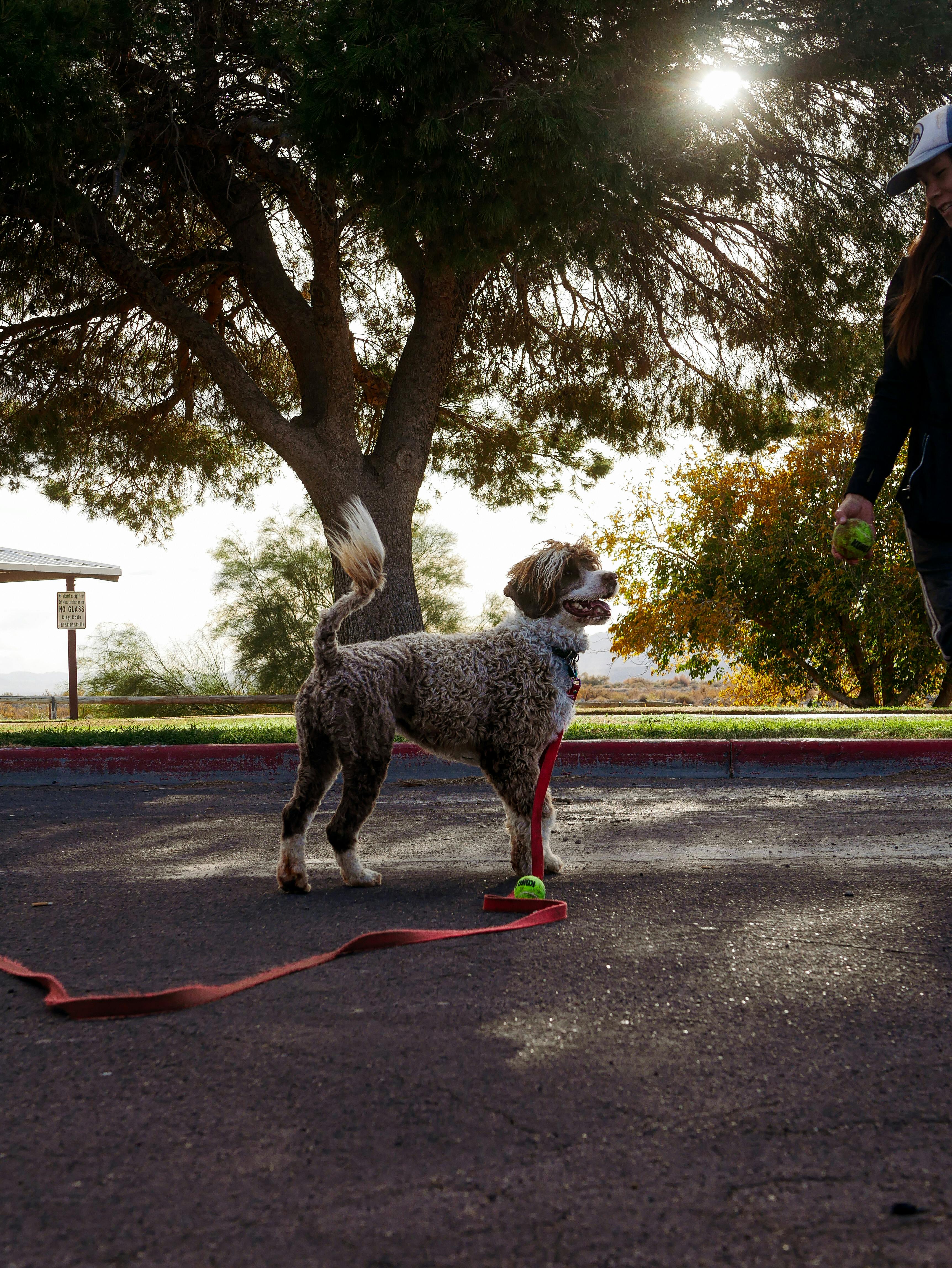 Randonner avec son chien : le guide complet