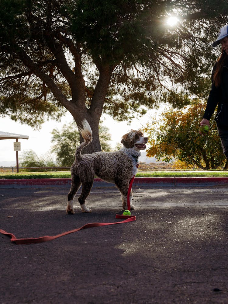 A Dog On A Leash In A Park 