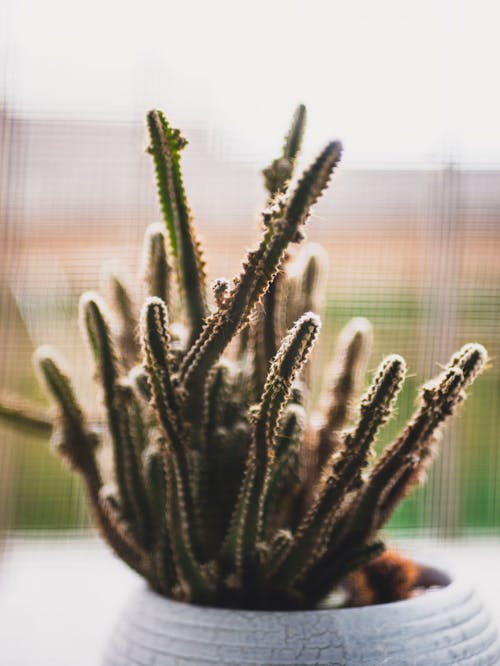 Close-up of a Cactus in a Pot 