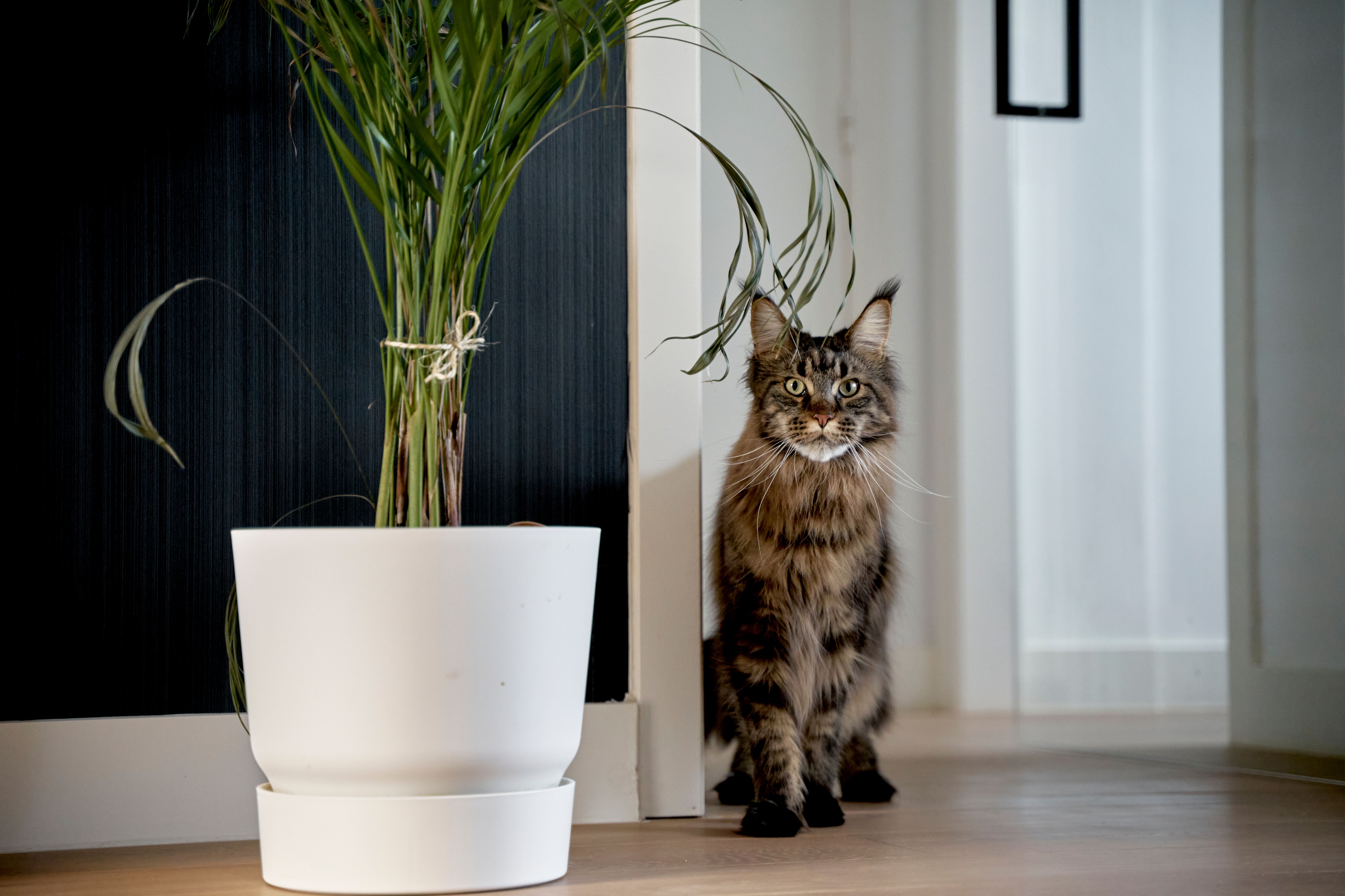 A Cat Sitting next to a Plant in a Room · Free Stock Photo