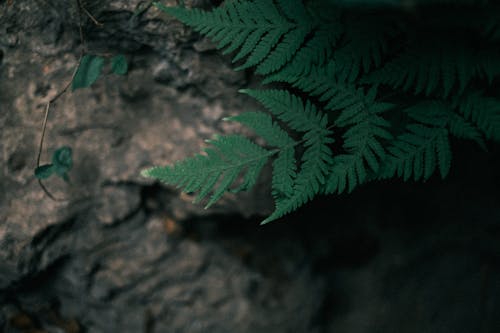 Fern Leaves in Dark