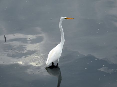 Elegant great egret standing in calm waters, displaying its long neck and pristine white plumage.