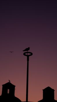Silhouette of a bird perched on a lamppost with a stunning sunset backdrop and architectural elements.
