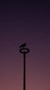 Silhouette of Bird Sitting atop Lamppost at Dusk