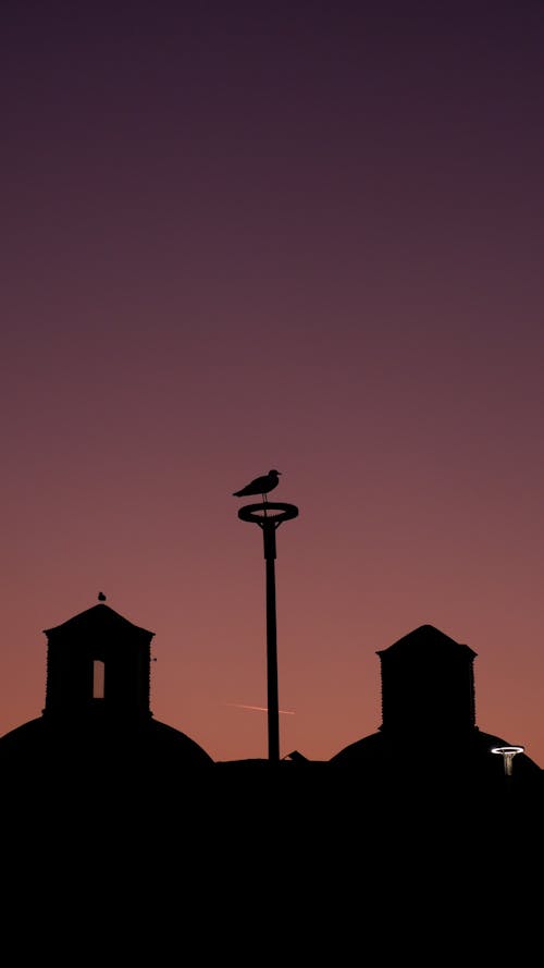 Základová fotografie zdarma na téma budovy, čisté nebe, pták