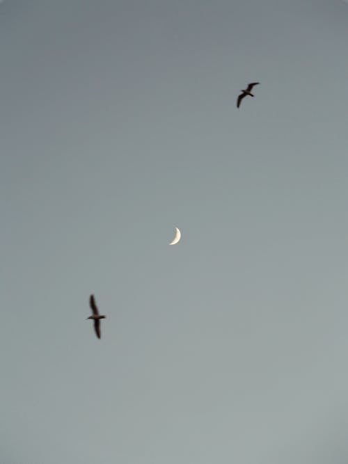 Fotobanka s bezplatnými fotkami na tému jasná obloha, lietanie, mesiac v tvare kosáka