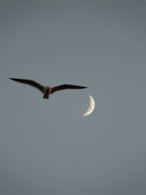 Seagull Flying against Evening Sky with Crescent Moon