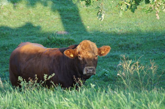 A brown cow stands in a green pasture in the countryside, surrounded by lush grass and nature.